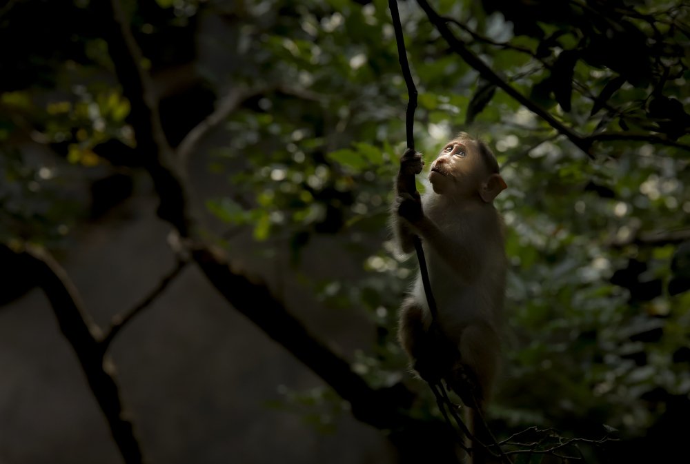 Photograph by  Mahalingam