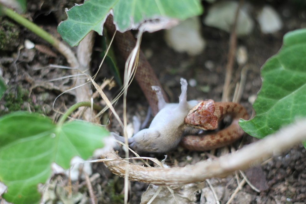 Photograph by Лис Ната