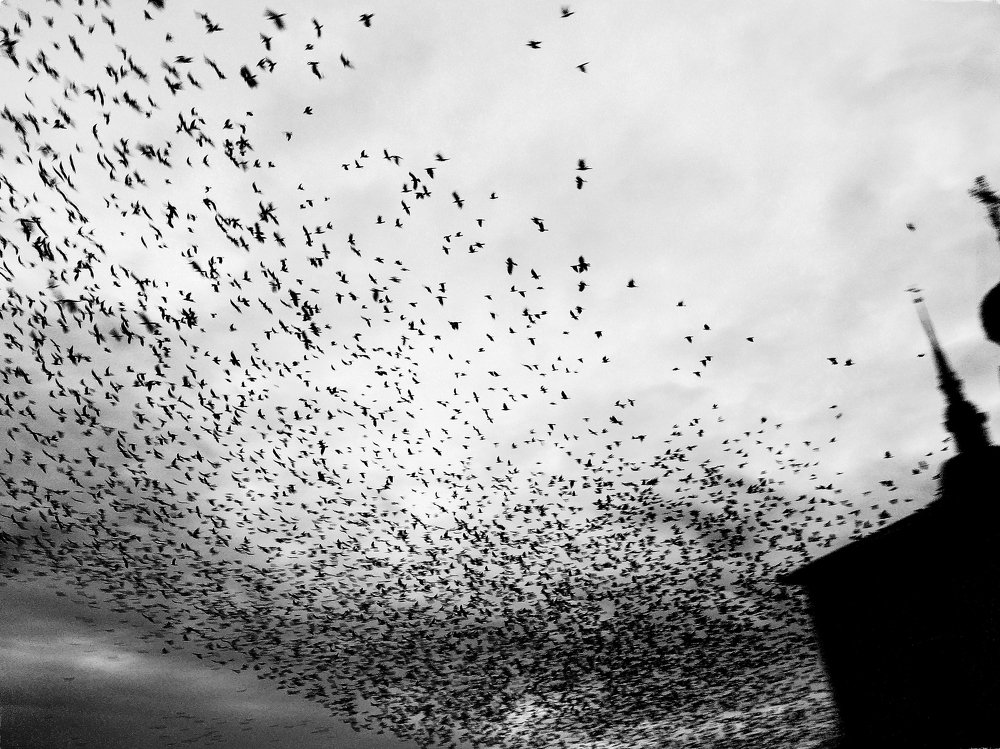 Птицы Хичкока.