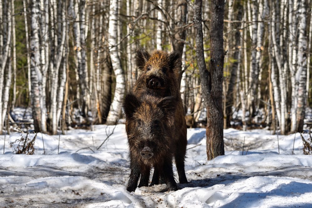 Photograph by Виталий Полуэктов