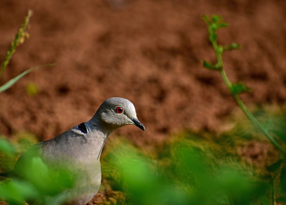 Photograph by Prabanjan Prabanjan karuppusamy