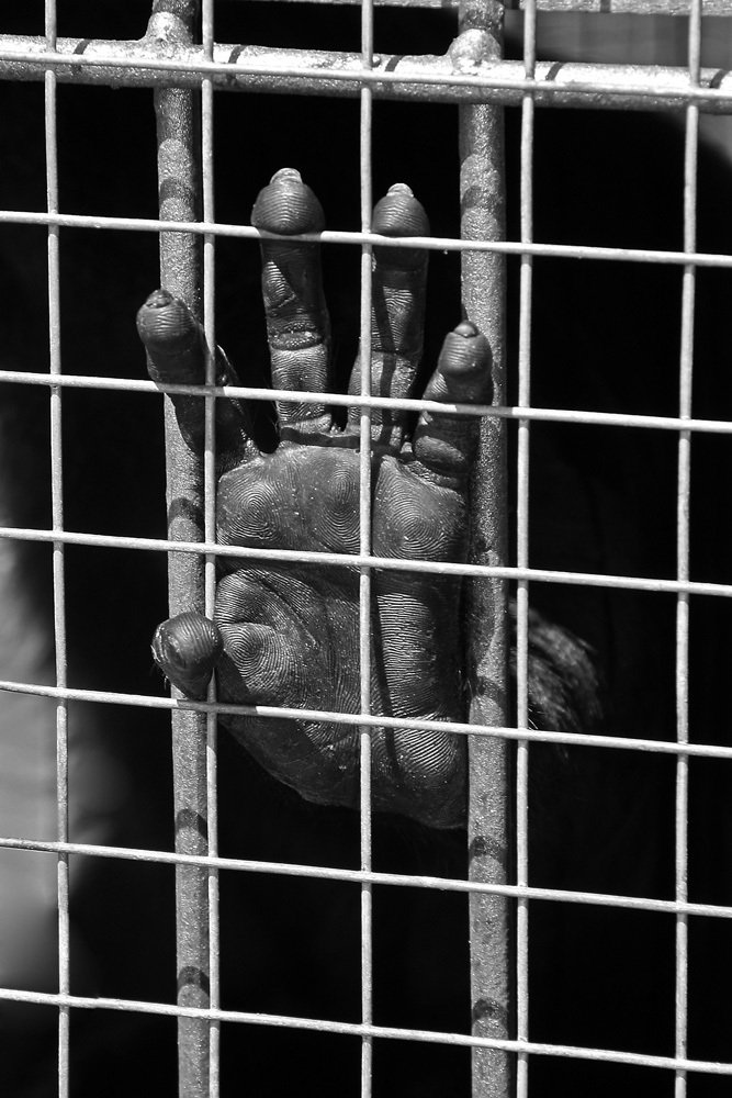 Свободу Юрию Деточкину