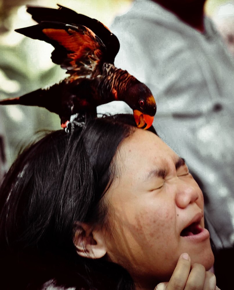 Попугай лизун или грызун