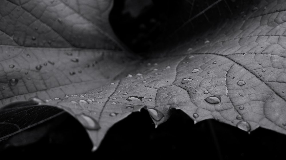 Photograph by Александр Рыбак