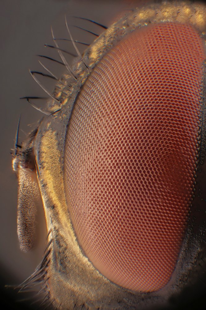 The fly's eye