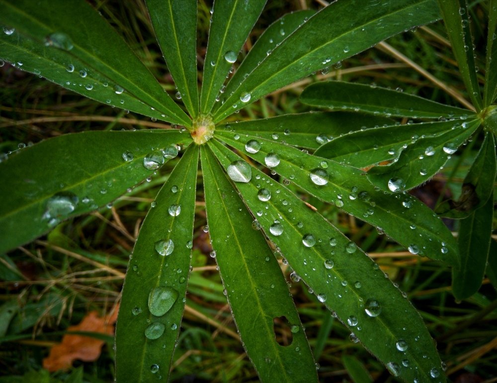 Photograph by Кузьма Чупин