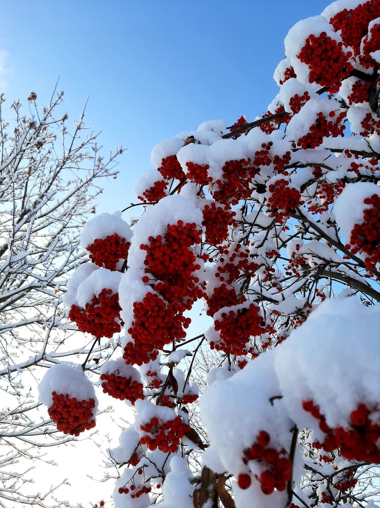 Фотография автора Светлана Дунаева