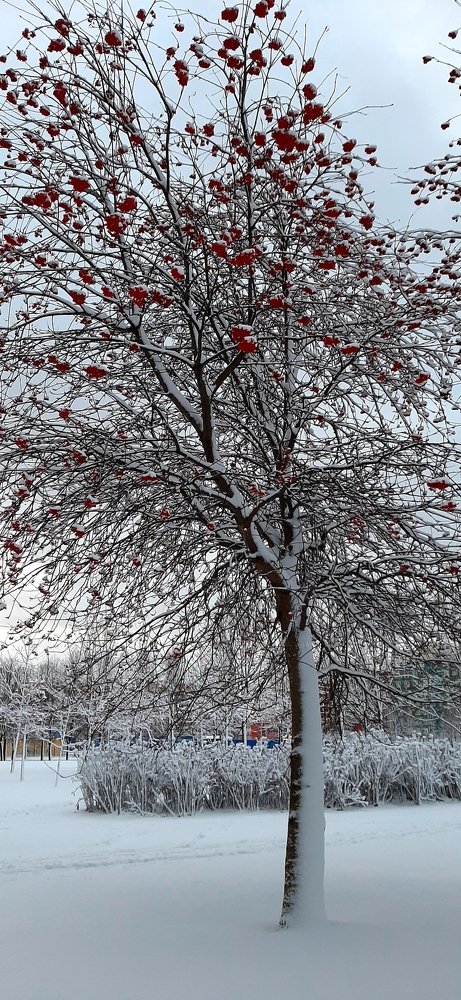 Фотография автора Светлана Дунаева