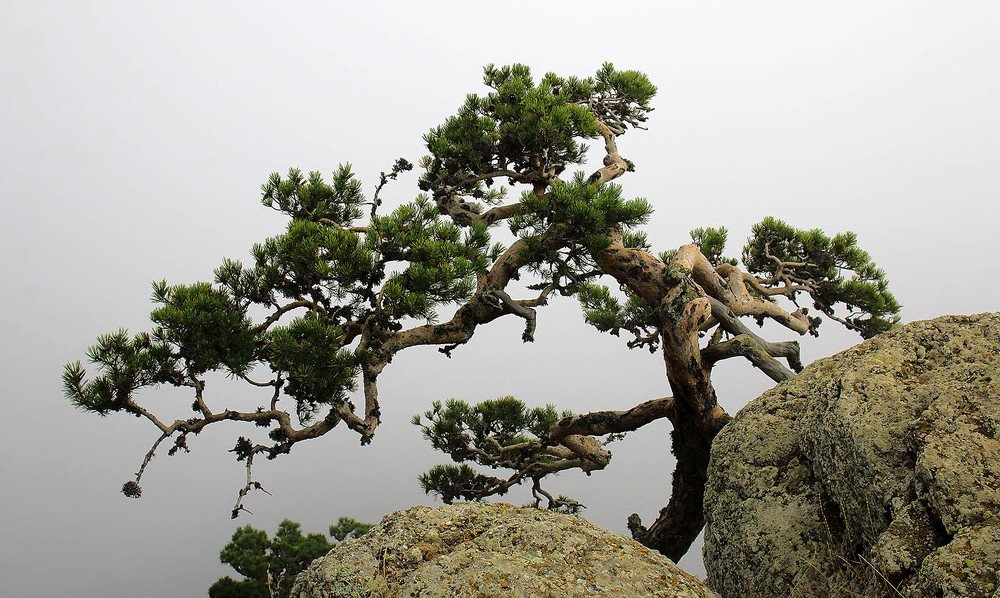 Photograph by Михаил Баевский