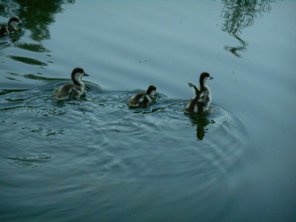 Фотография автора Настя Каляндра