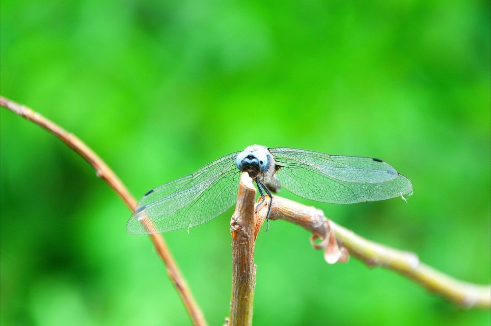 Photograph by Ольга Куницкая