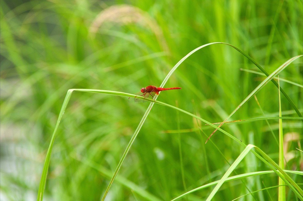Photograph by Ольга Куницкая