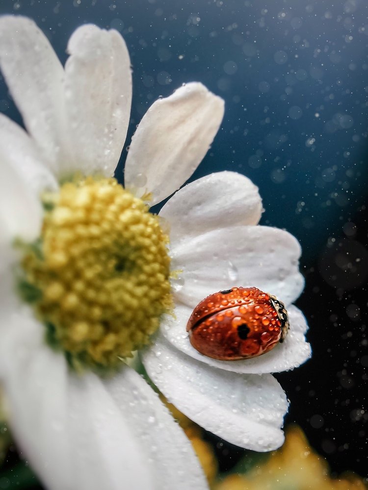 Photograph by Наталья Мальцева