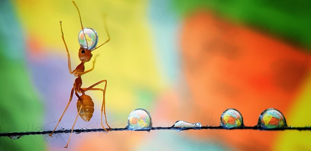 Ant balancing the earth.