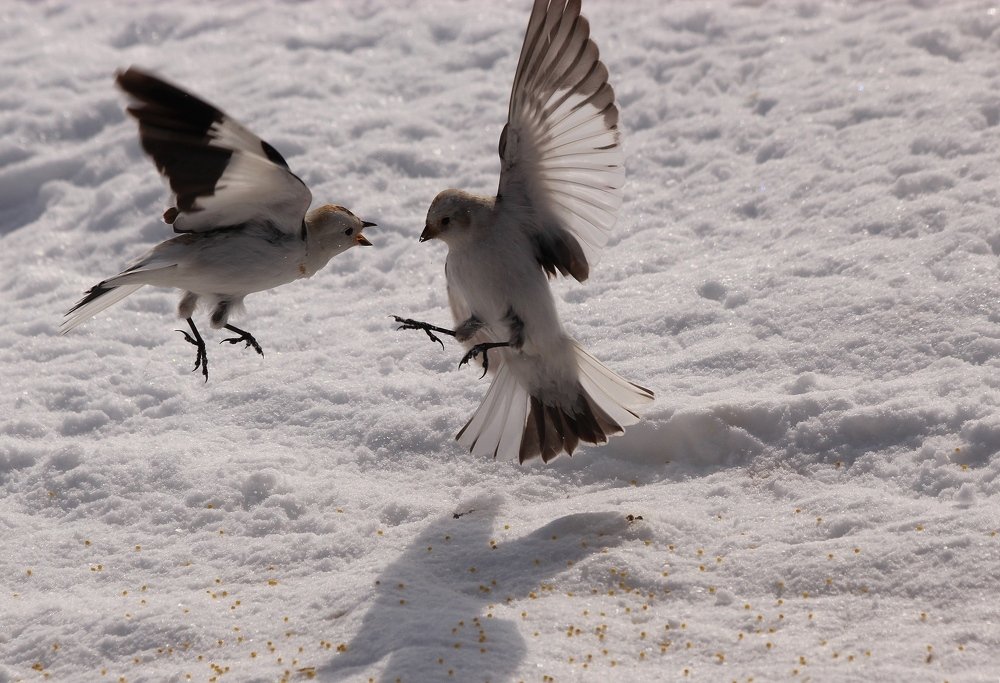 Photograph by Александр Велигура