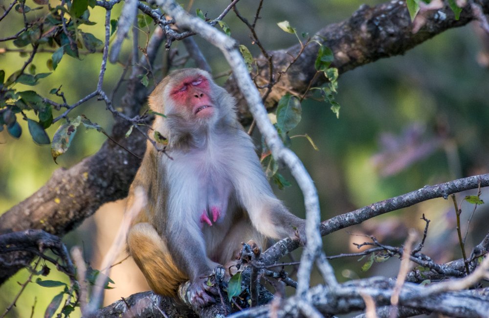 Photograph by Pramathesh Saha