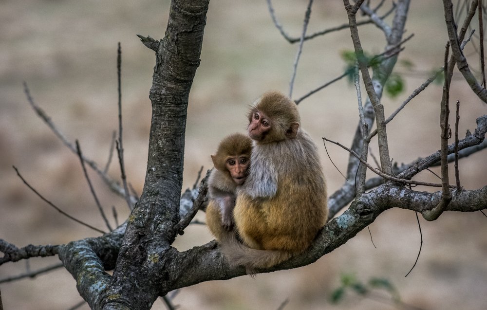 Photograph by Pramathesh Saha