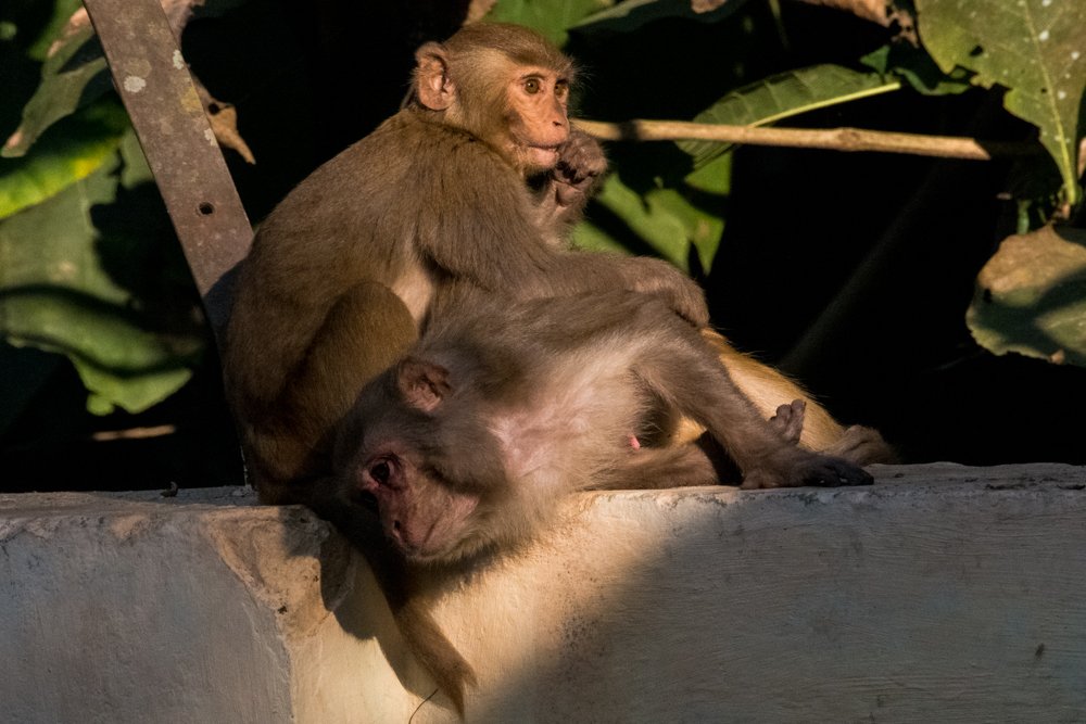 Photograph by Pramathesh Saha