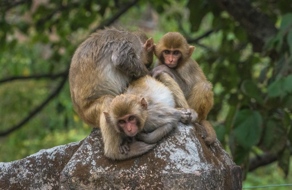 Photograph by Pramathesh Saha
