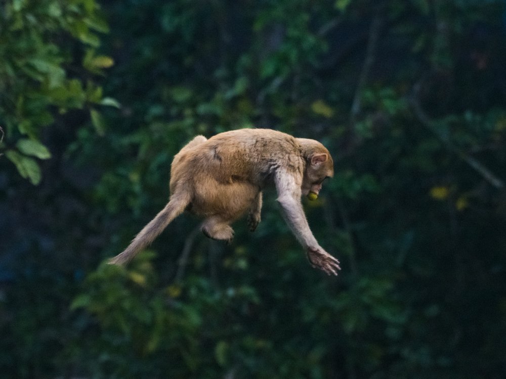 Photograph by Pramathesh Saha