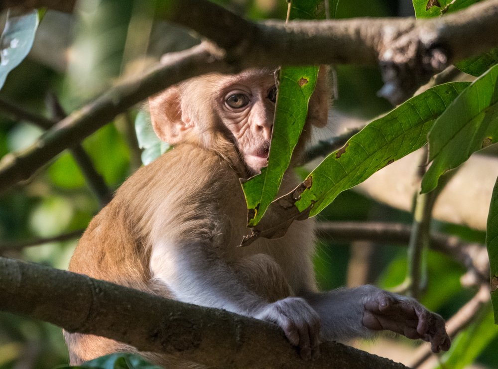 Photograph by Pramathesh Saha