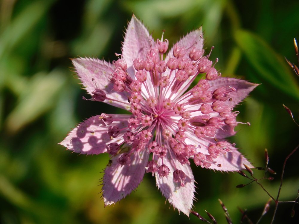 Photograph by Чкареули Светлана