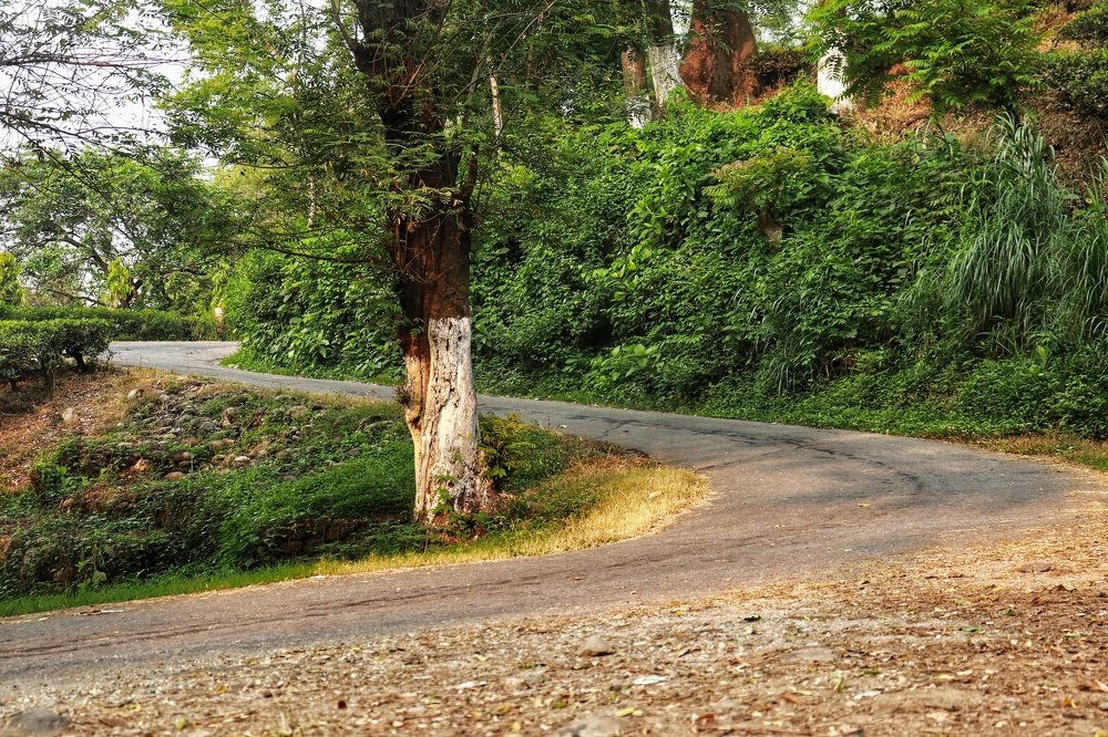Photograph by MANOJ GOGOI