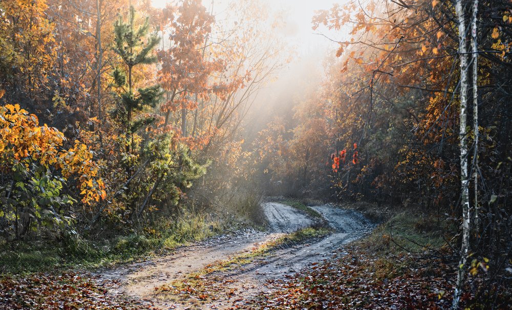 Дороги лесные