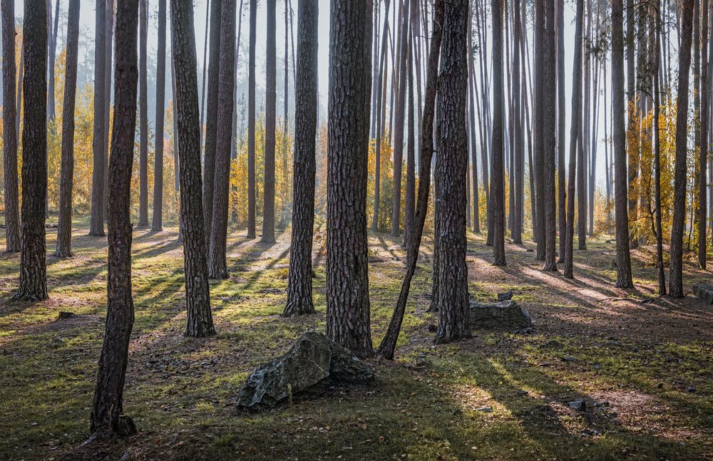 Photograph by Виталий Тимофеев