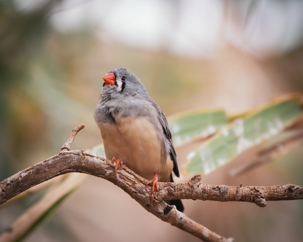 Фотография автора Андрей Барбиер