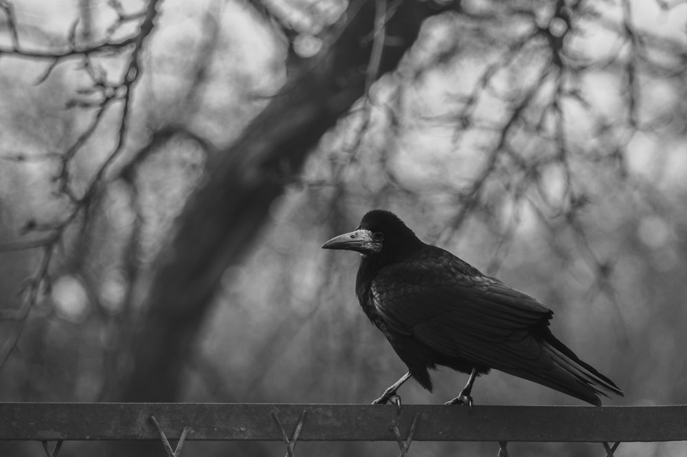 Photograph by Евгений Борисов