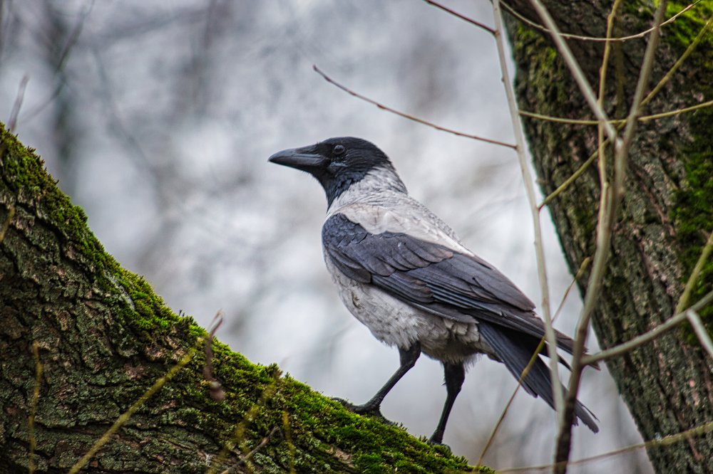 Photograph by Александр Савченко