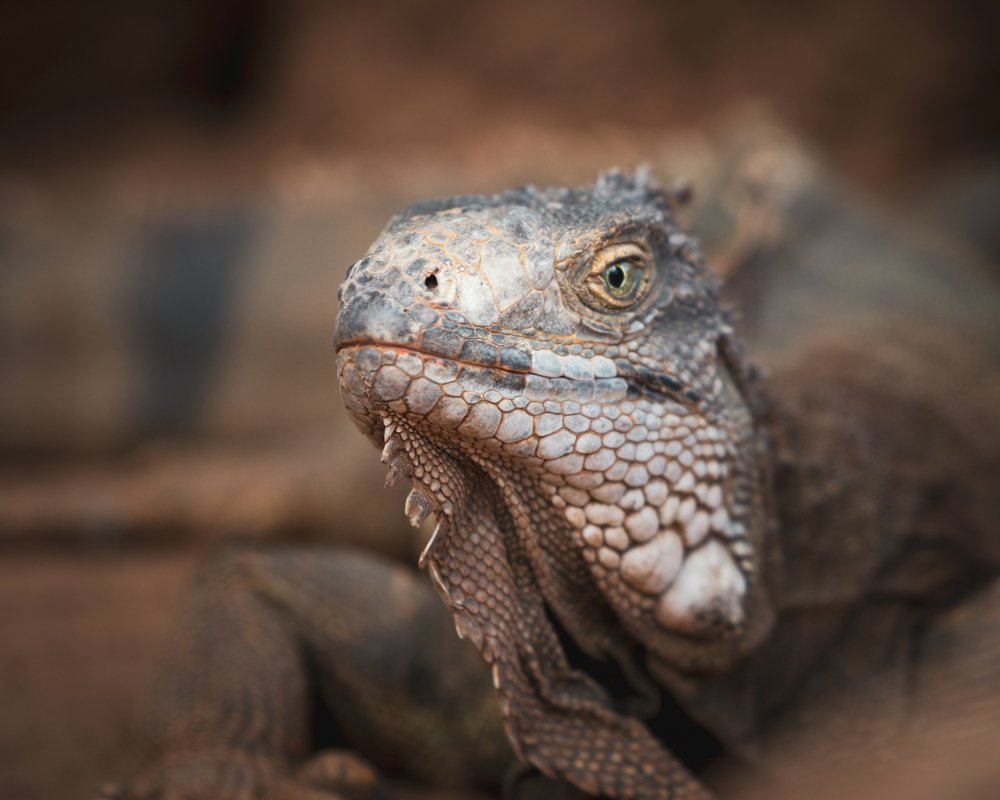 Фотография автора Андрей Барбиер