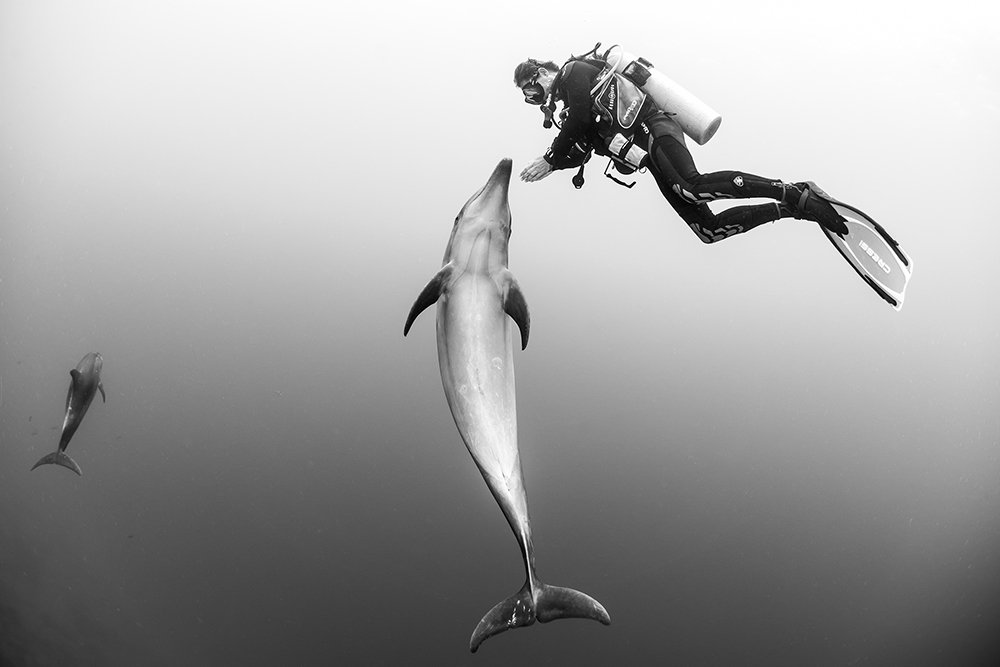 Diver & dolphins