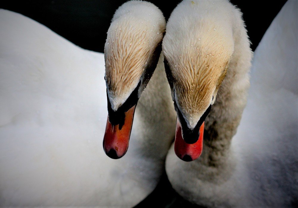 Photograph by Ela Zdešar