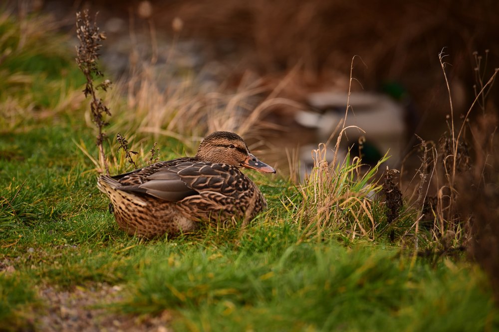 Природный заповедник Amager, Дания