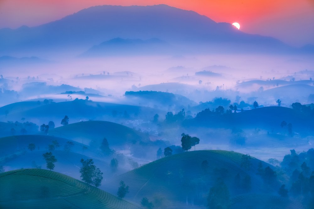 Long Coc tea hill dawn
