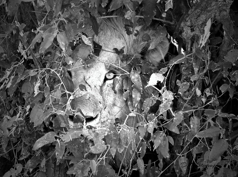 Photograph by Dan Cantlon