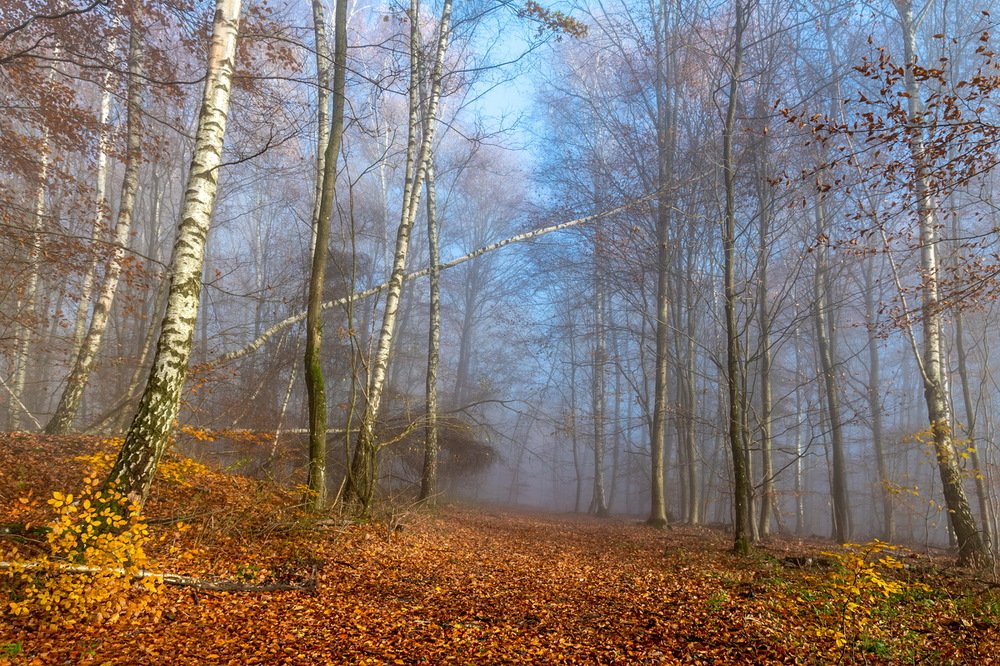 Photograph by igor G.