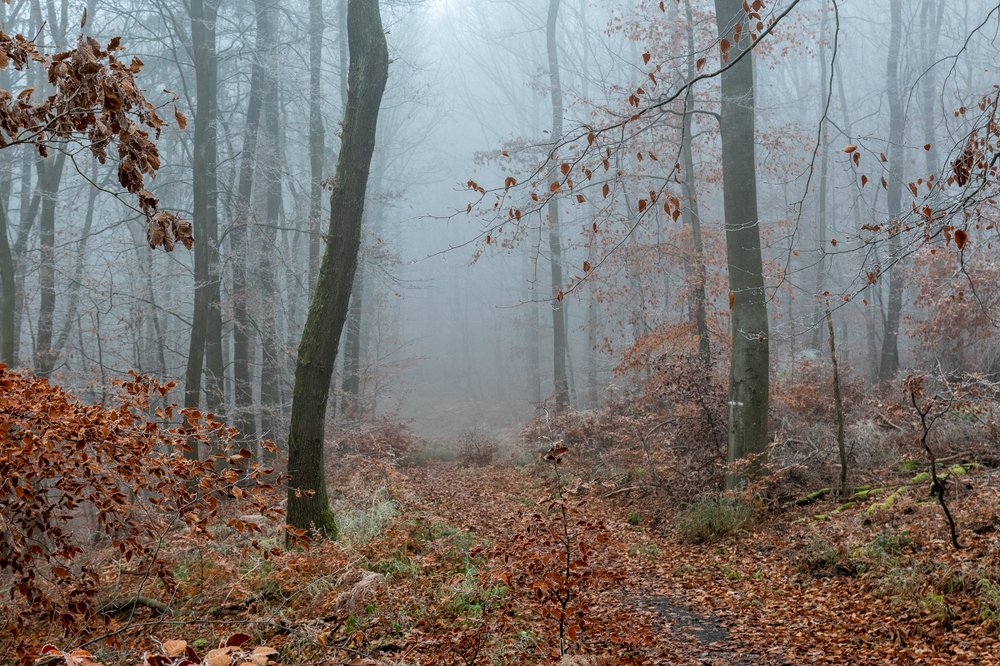 Photograph by igor G.