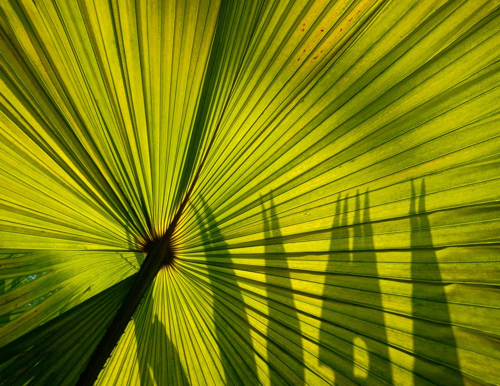 Photograph by Argie Dante