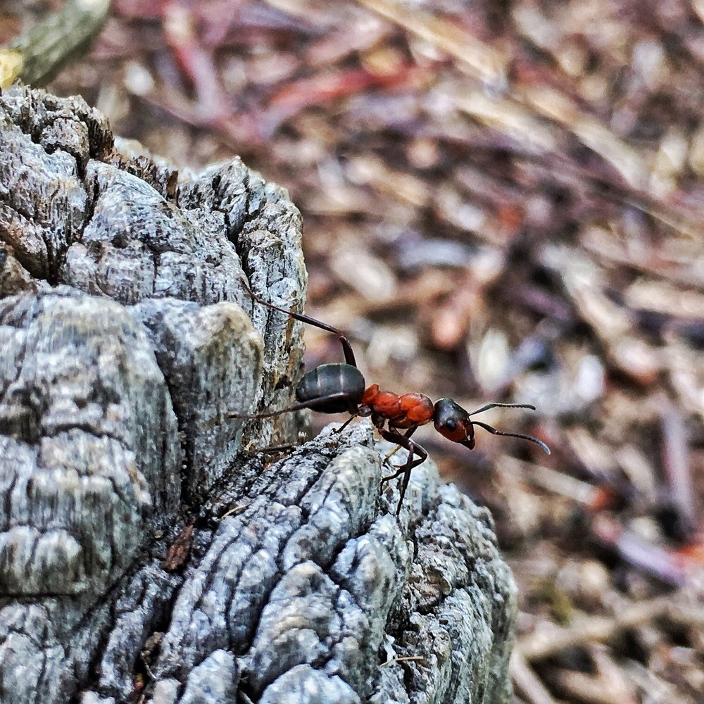 Photograph by Игорь Юнусов