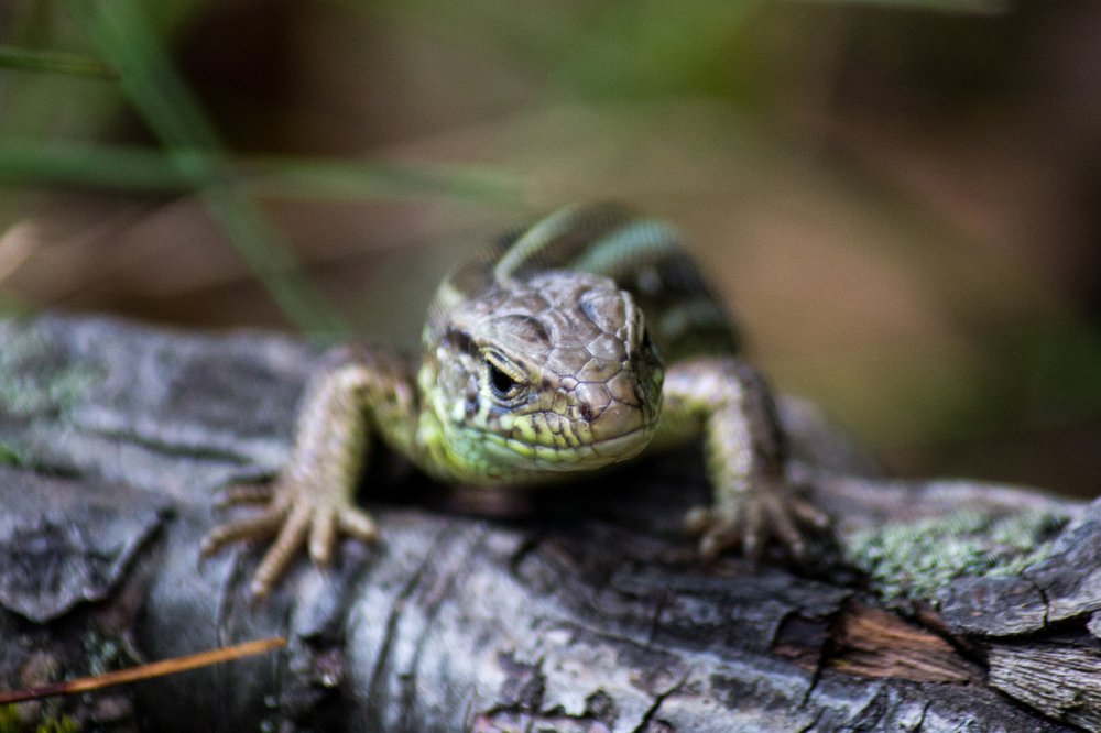 Photograph by Alex Popov