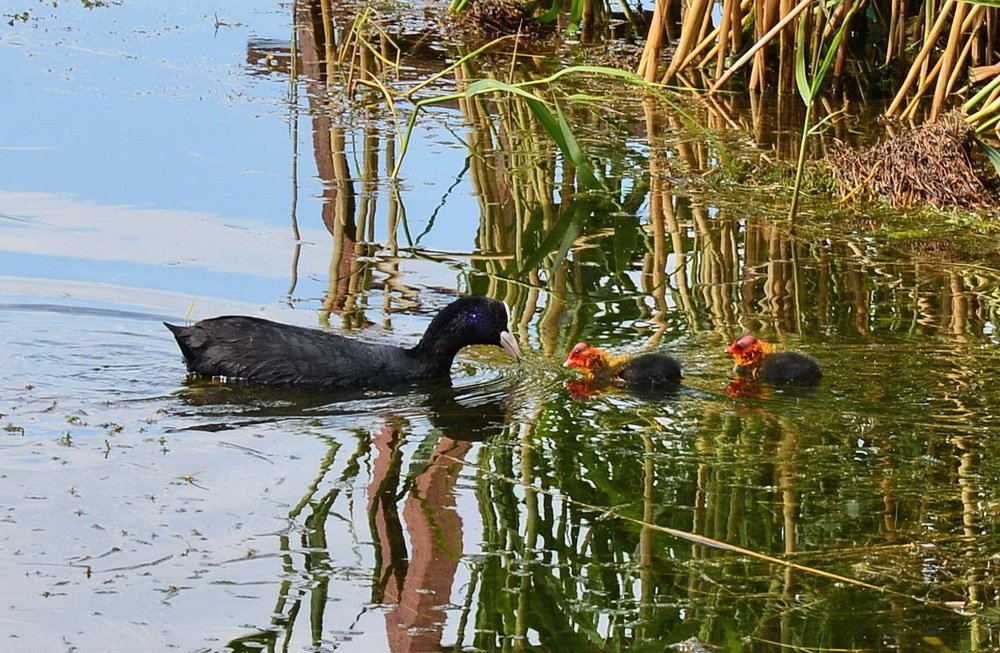Мама пришла