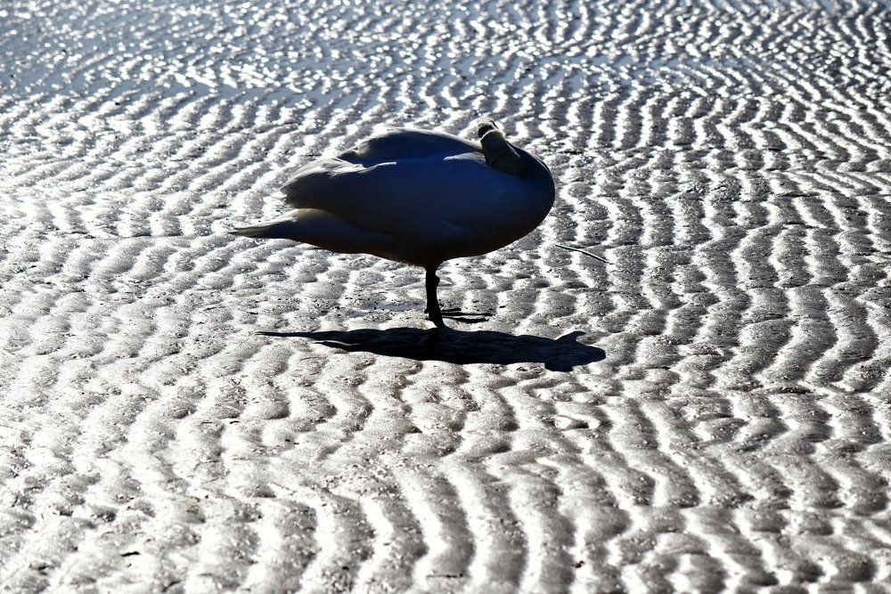 Спящий лебедь / Sleeping swan