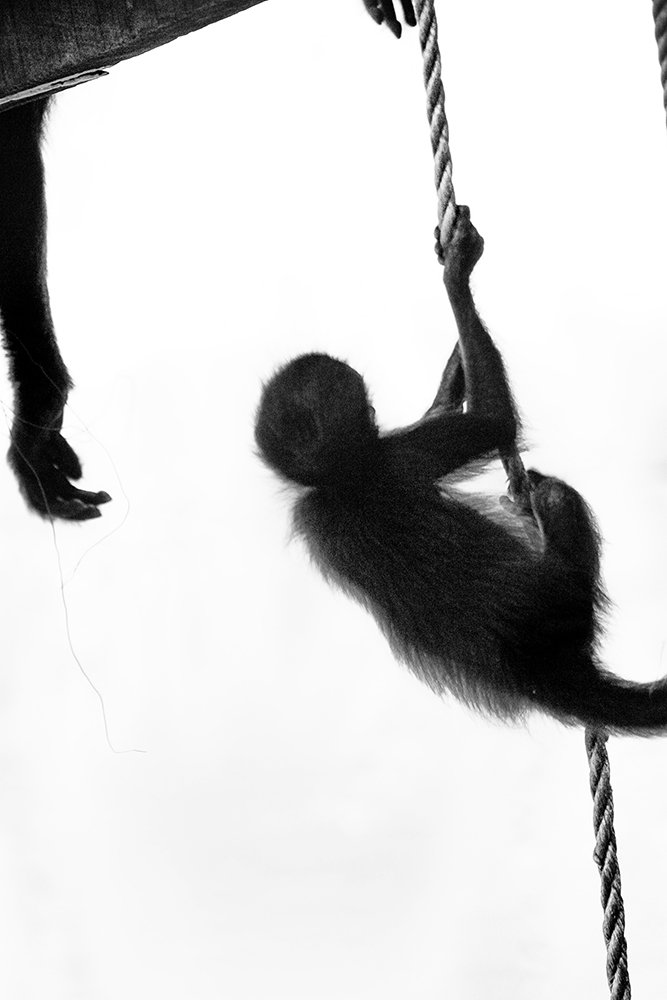 Spider monkey