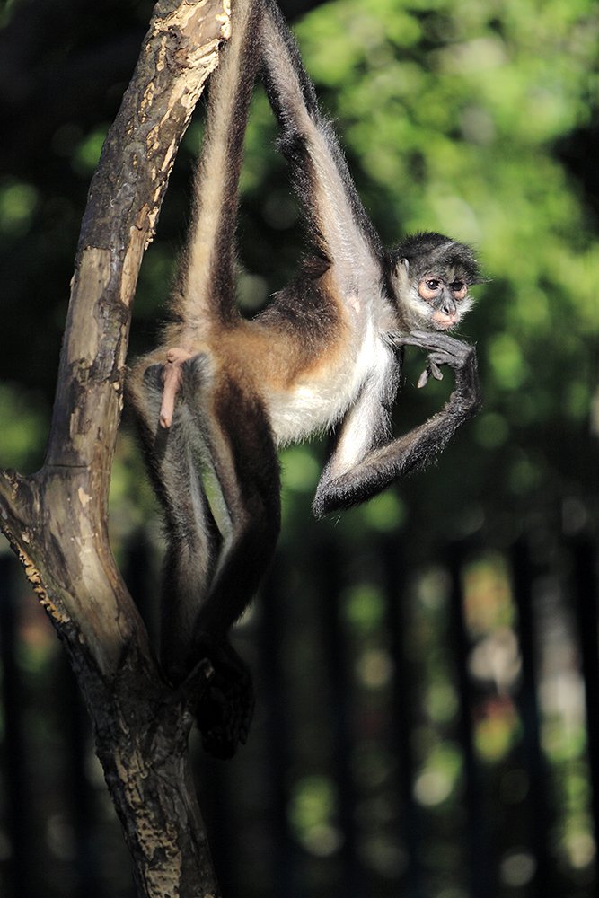 Spider monkey