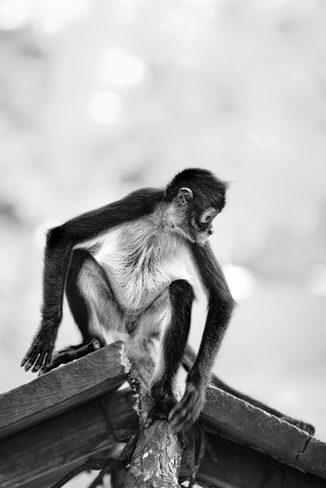 Spider monkey