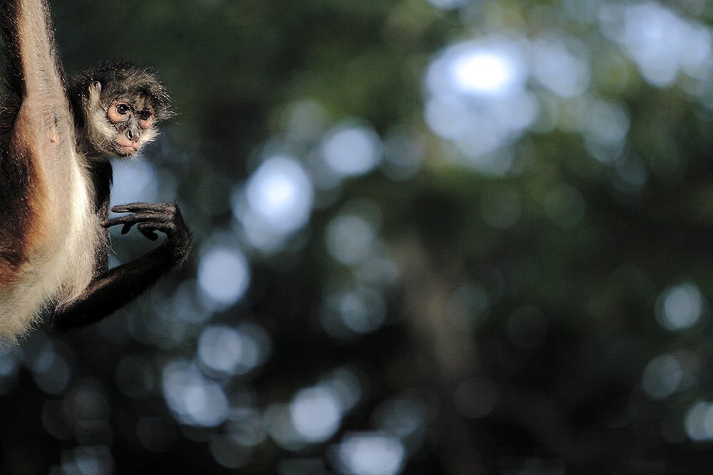 Spider monkey