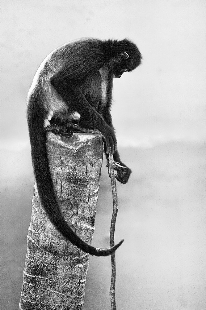 Spider monkey